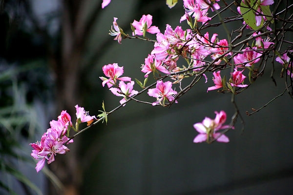 又到春花爛漫時(shí)